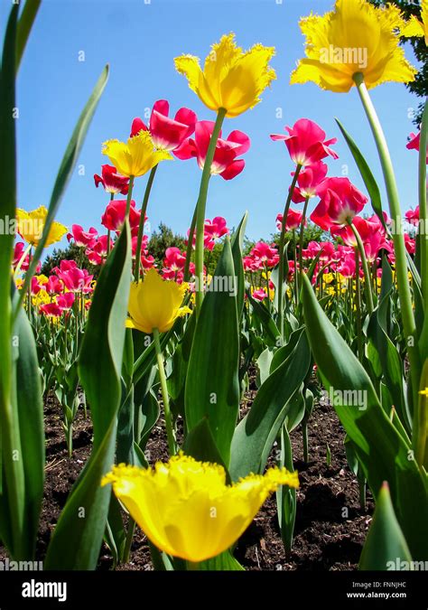 Bug's eye view of tulip bed at Ottawa Tulip Festival Stock Photo - Alamy