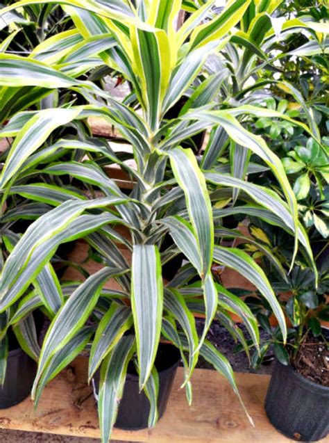 Low Light Indoor Plants - House Plants That Thrive in Lower Light