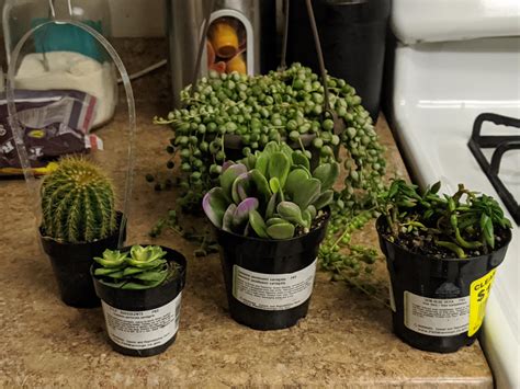 Went to home Depot these are my new babies : r/succulents