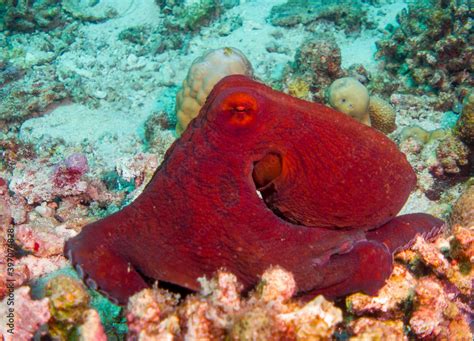 Underwater Life: Common Octopus (Octopus Vulgaris) underwater foto in the Maldives, camouflage ...