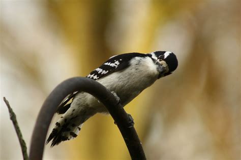 Downy Woodpecker | A bit grainy, but I like his look........… | Indiana ...