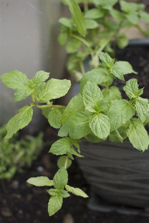 Spearmint Free Photo Download | FreeImages