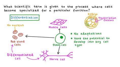 Differentiation Biology Facts