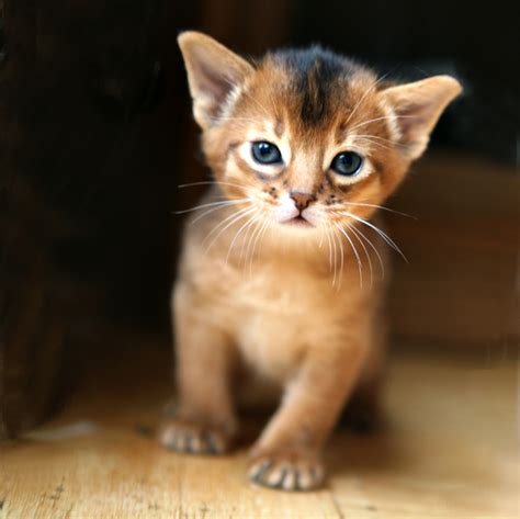 Abyssinian Kittens, Abyssinian Breeders, Abyssinian catteries, Abyssinians