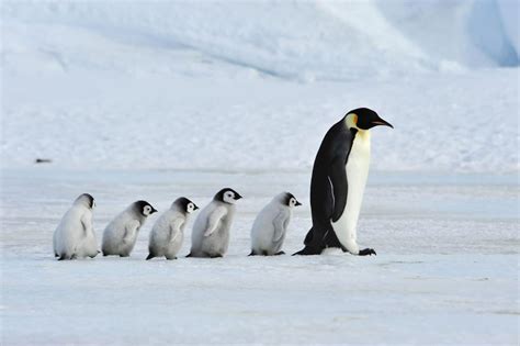 Penguin breeding site in Antarctica drastically losing mating pairs