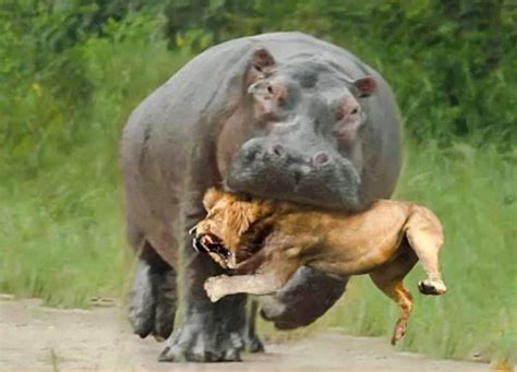 hippo versus lion – Advocating Animal Welfare