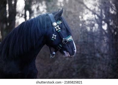 Shire Horse Stallion Draft Horse Stock Photo 2185825821 | Shutterstock