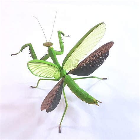 Chinese Mantis (Living Things Series by Fujimi Mokei) | Animal Toy Blog