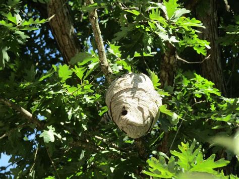 Hornets nest stock image. Image of hornets, hanging - 197918713