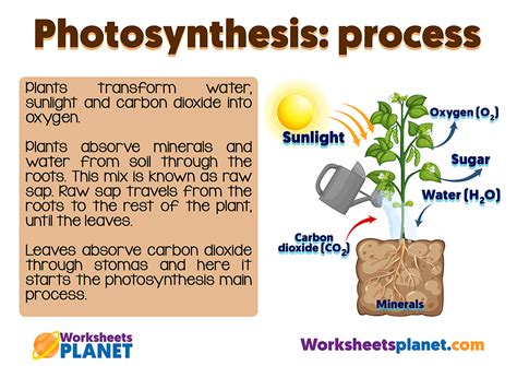 Photosynthesis and Plant Nutrition | Science Resource