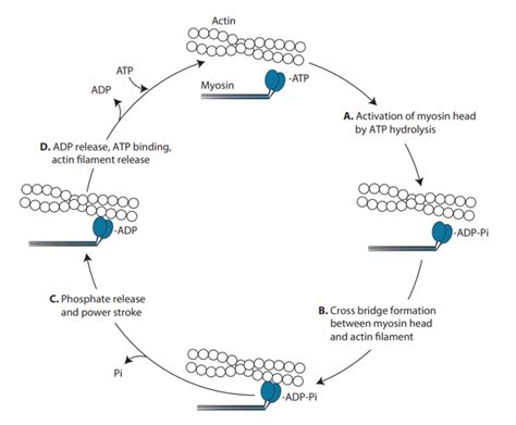 Single molecule mechanics resolves the earliest events in force generation by cardiac myosin ...