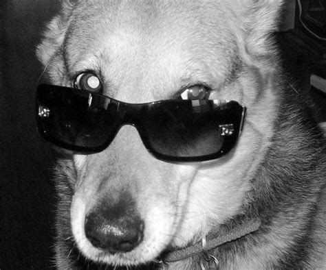 Pictures of Dogs Wearing Sunglasses | POPSUGAR Pets