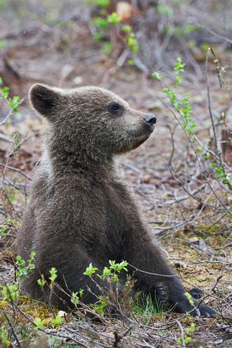 Sitting Bear Cub stock image. Image of travel, denali - 14901735