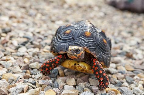 Red-footed Tortoise Facts, Habitat, Diet, Lifespan, Pictures