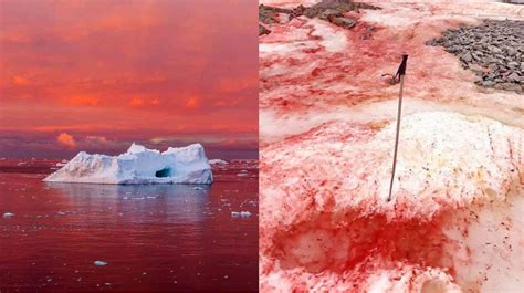 Antarctica is witnessing ‘blood red’ colored snow - People Magazine ...