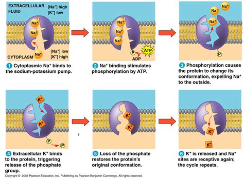 1.4 Membrane Transport - Biology 2016