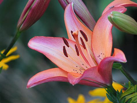 Pink lily Photograph by Kirill Pozdnyakov - Fine Art America