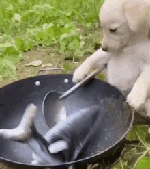 Dog Cooking Perro GIF - Dog Cooking Perro Dog - Descubre & Comparte GIFs