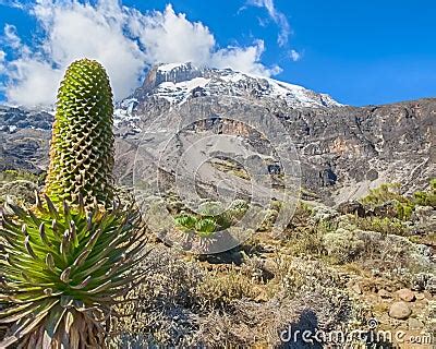 Lobelia, Kibo, Kilimanjaro National Park, Tanzania, Africa Stock Photo - Image: 47351359