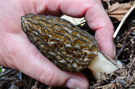 How Do I Identify a True Morel From a False Morel? - Mushroom Huntress