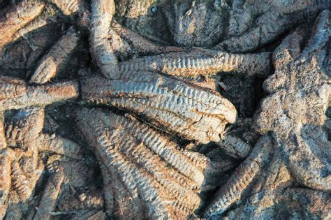 Arthrophycus alleghaniensis trace fossils (Clinch Formatio… | Flickr