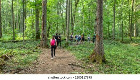 National Park Last Primeval Forest Europe Stock Photo 1200117895 ...