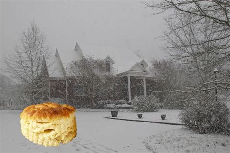 Biscuit in snow. | Snow, Outdoor, Photography