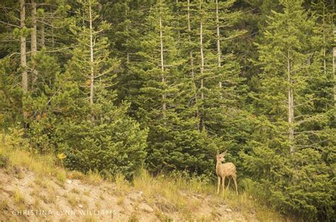 Spotted in Wyoming #deer, #nature photography, #wildlife photography, # ...