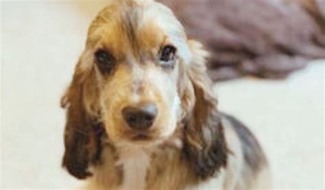 What Is A Sable Cocker Spaniel Puppy? - Easy Spaniel Training