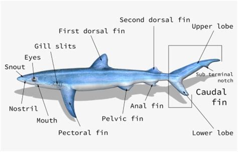 Shark And Fish Identification Chart Taxonomy, HD Png Download - kindpng