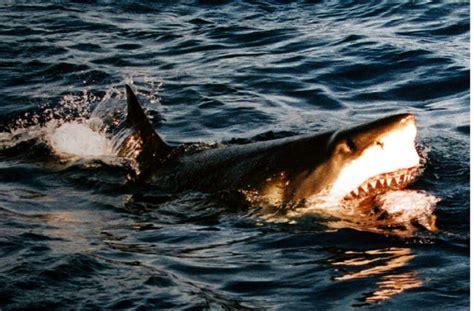 10 Facts About Great White Sharks | Always Learning!