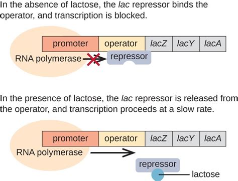 Gene Regulation: Operon Theory | Microbiology