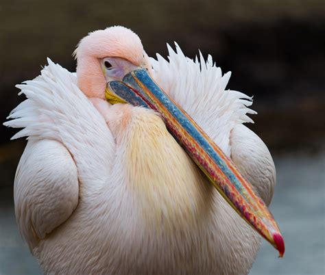 10 Most Beautiful Birds having Unique Beaks | HubPages