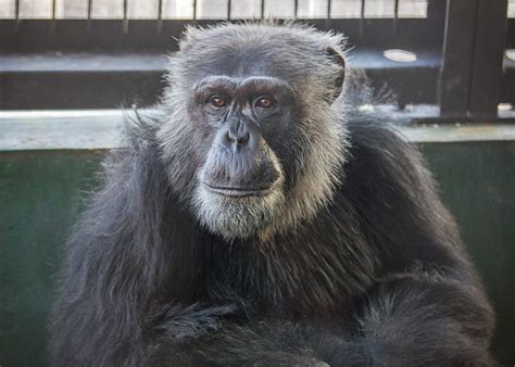 Local Volunteers Keep Chimp Sanctuary in the Swing - Project Chimps