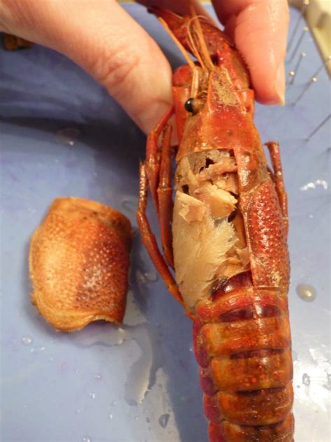 Nature Notes: Crawdad Dissection – A Reason For Homeschool