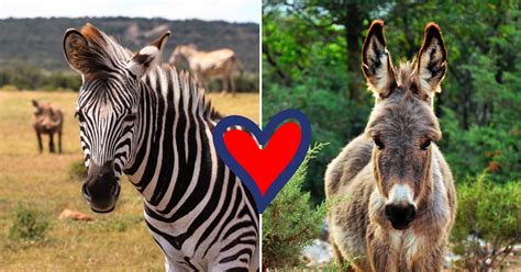 Zebra Gave Birth To Incredibly Rare Baby ZONKEY After Mating With A ...