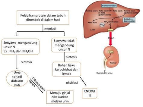 Penjelasan Singkat Mengenai Proses Metabolisme Protein Dalam Tubuh Kita ...