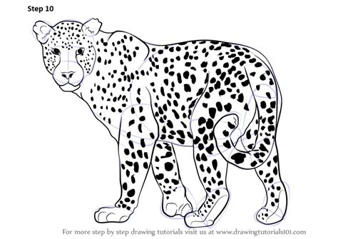 How to Draw a Leopard (Zoo Animals) Step by Step | DrawingTutorials101.com