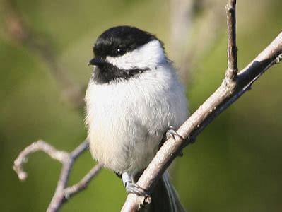 7 Cool Facts About Black-capped Chickadees