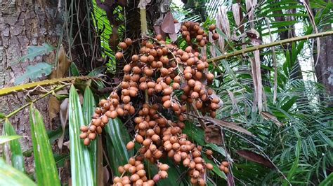 Rattan fruits in Borneo - please id - YouTube