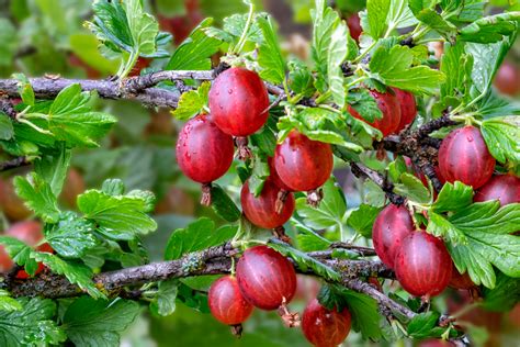 How To Plant & Grow A Gooseberry Bush For Endless Summer Harvests