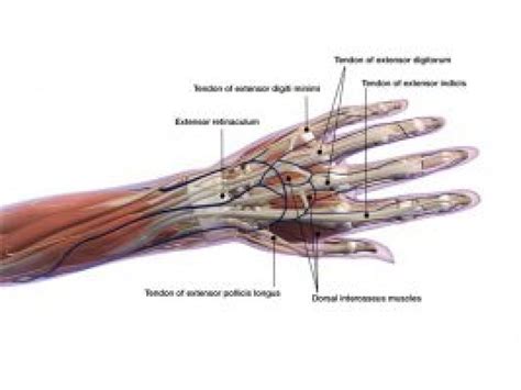 Muscles Of The Hand And Wrist