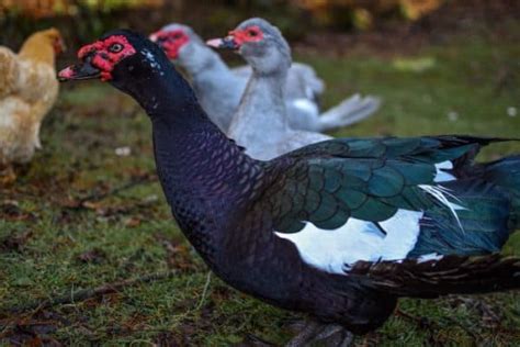 Muscovy Duck: The Most Unique Ducks You Can Own