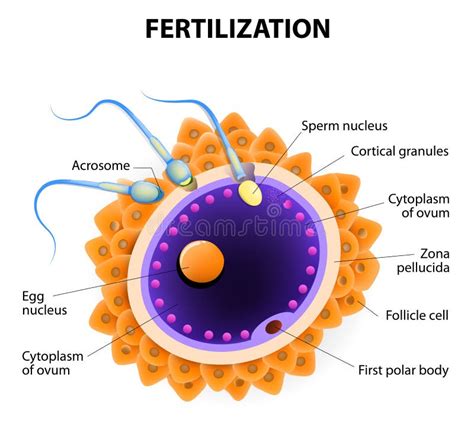 Fertilization. Penetration Sperm Cell Of The Egg Stock Vector - Image: 44005364