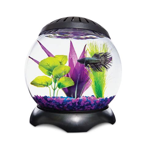 Petco Fish Guide - Ape Aquarium Fish