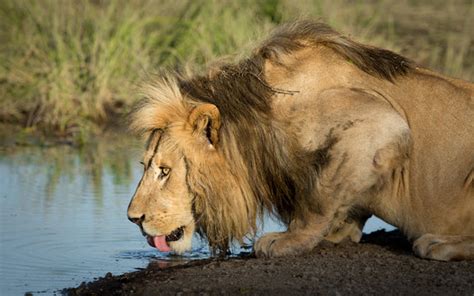 Lion Drinking Water Images – Browse 2,792 Stock Photos, Vectors, and ...