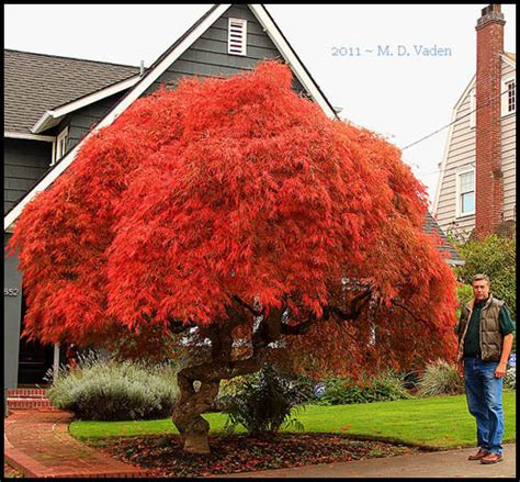 Japanese Pruning Tree Service. Portland, Oregon.