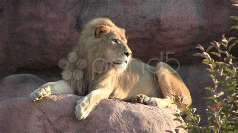 Male Lion Sitting On Rock Stock Video 8230601 | HD Stock Footage