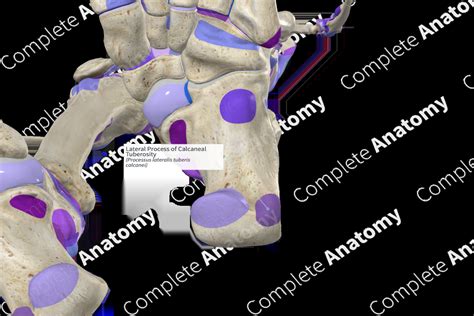 Lateral Process of Calcaneal Tuberosity | Complete Anatomy