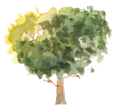 hand drawn tree watercolor illustration. 11027802 PNG